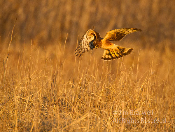 Northern Harrier hunting over a dry marsh