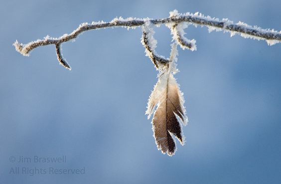Bald Eagle feather covered with frost