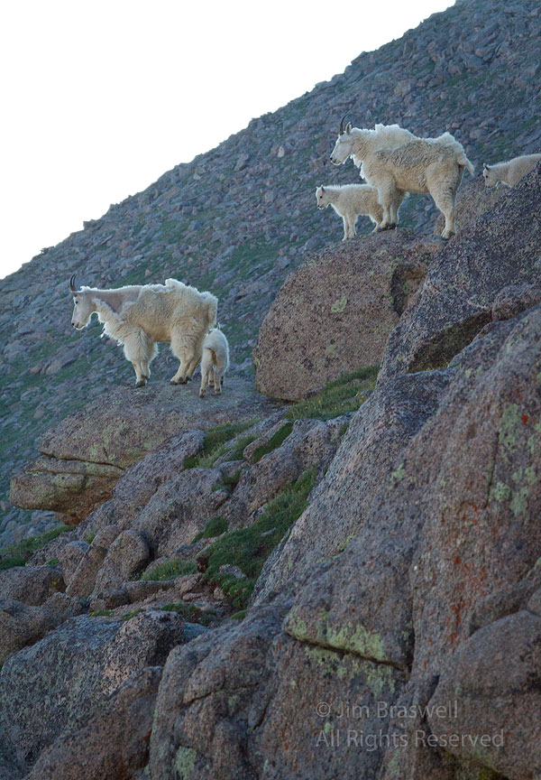 Mountain Goat ewes and kids