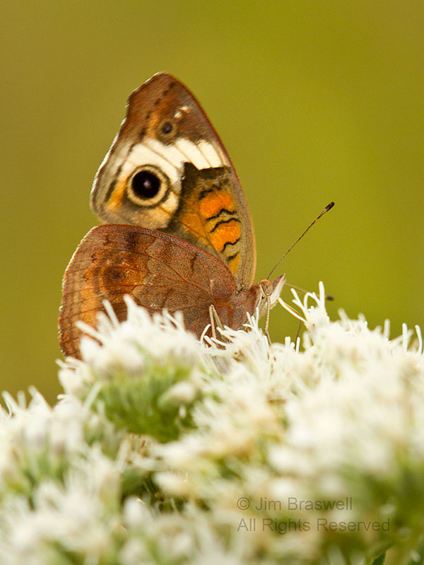 Buckeye Butterfly on wildflower