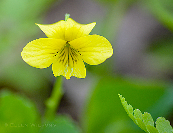 Yellow Violet wildflower