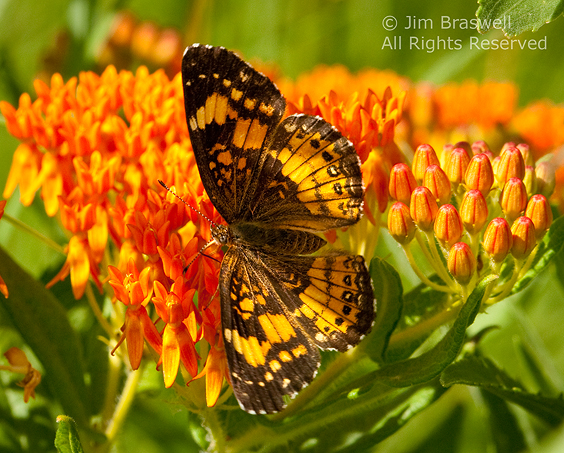 Unknown Butterfly on Butterfly Weed