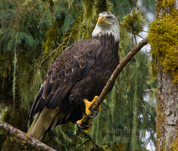 Bald Eagle in tree at Anan Creek, AK