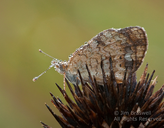 Unidentified Butterfly covered with dewdrops