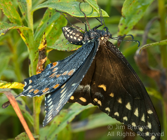 Black Swallowtail with dewdrops