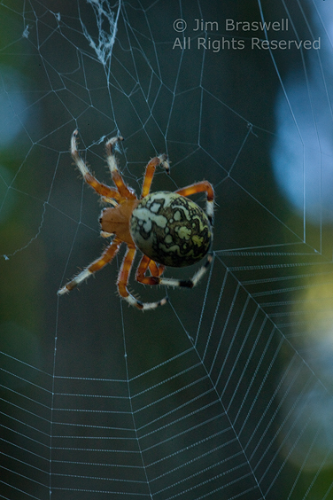 Marbled Spider weaving a web