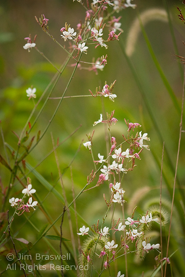 Gaura wildflower plant