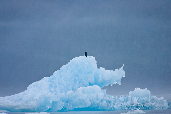 Bald Eagle sitting on iceberg