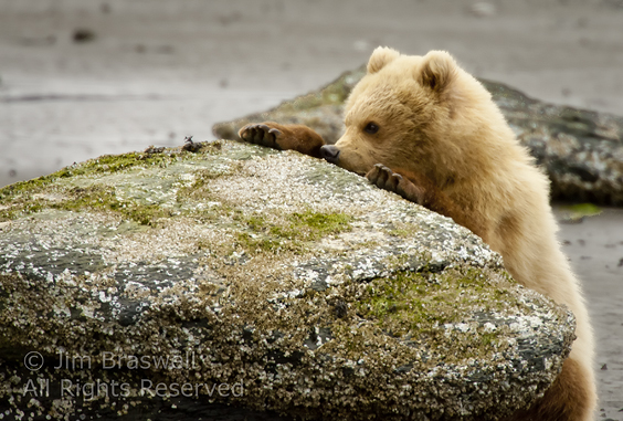 Brown Bear cub eating barnacles from rock at low tide