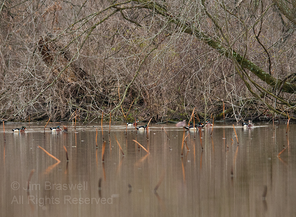 Large group of Wood Ducks