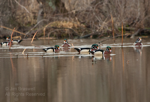 Wood Duck drakes