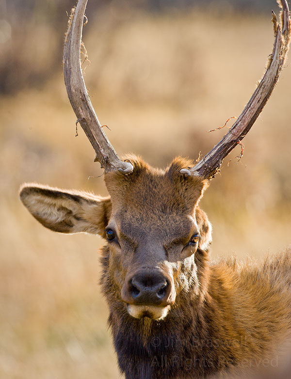 Young Bull elk with one ear back