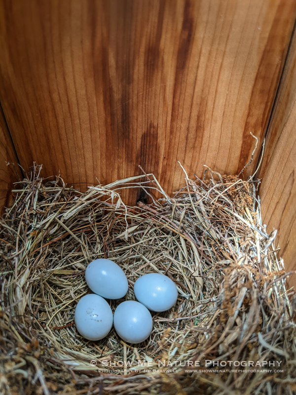 Eastern Bluebird eggs in nestbox