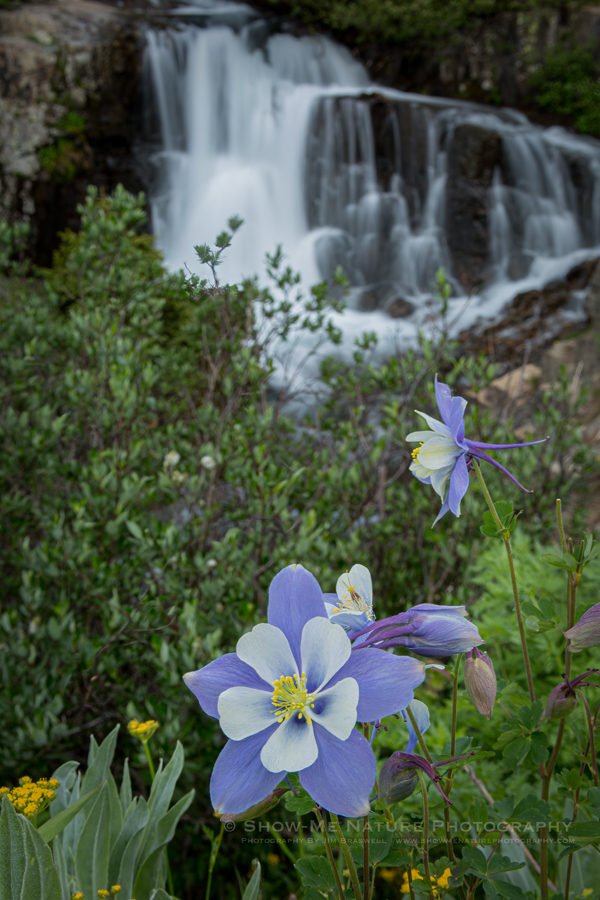 Blue Columbine wildflower