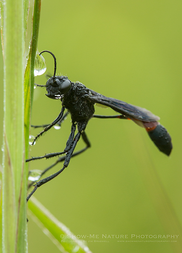 Dew-covered Thread-waisted Wasp