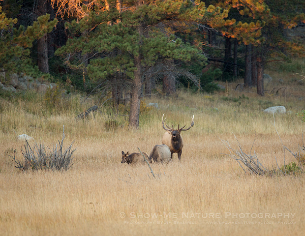 Bull elk bugling with a cow/calf in his harem