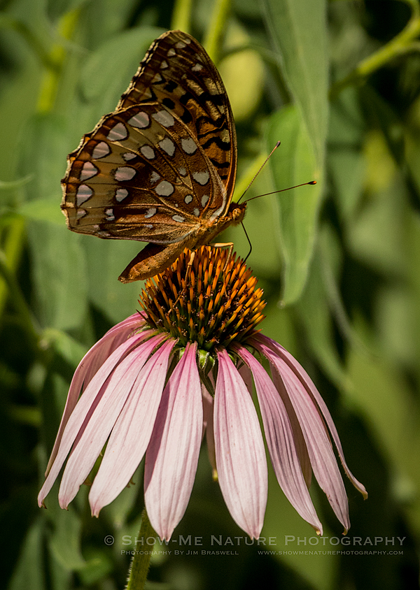 Fritillary butterfly on a Coneflower