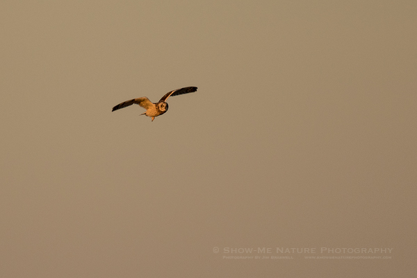 Short-eared Owl hunting over the grassland