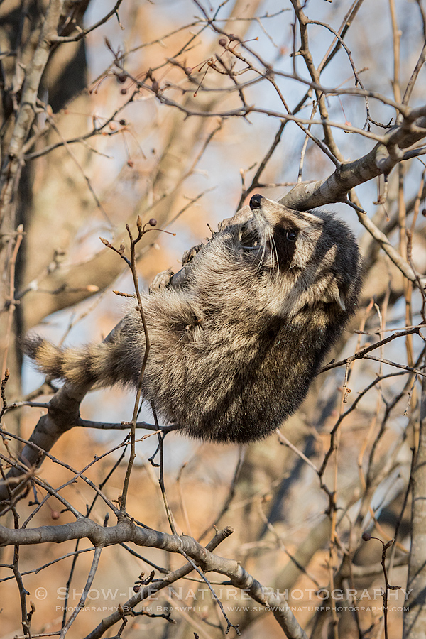 Juvenile Common Raccoon hanging in tree