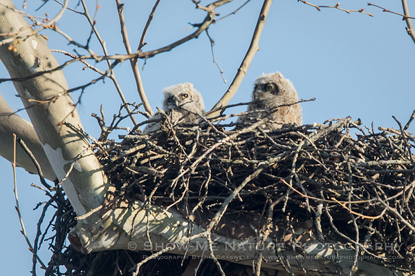 Nesting Great Horned Owls