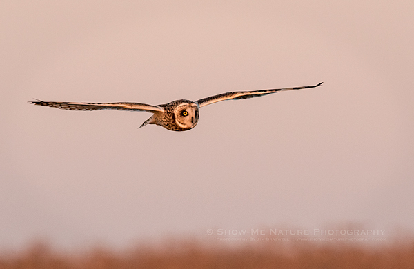 Short-eared Owl hunting over the grassland