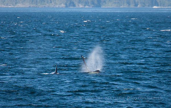 Orca "Killer" whale