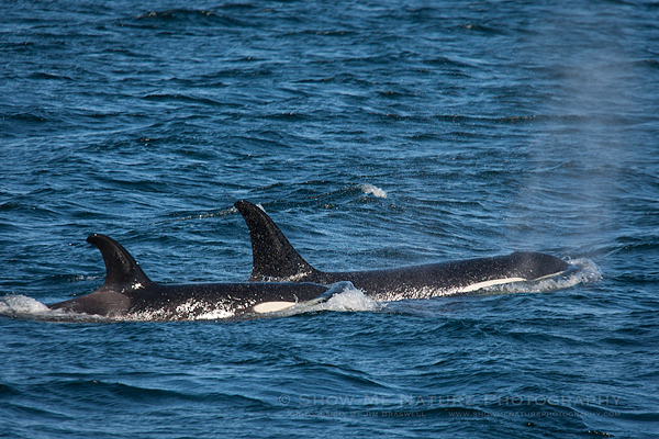 Orca "Killer" whale
