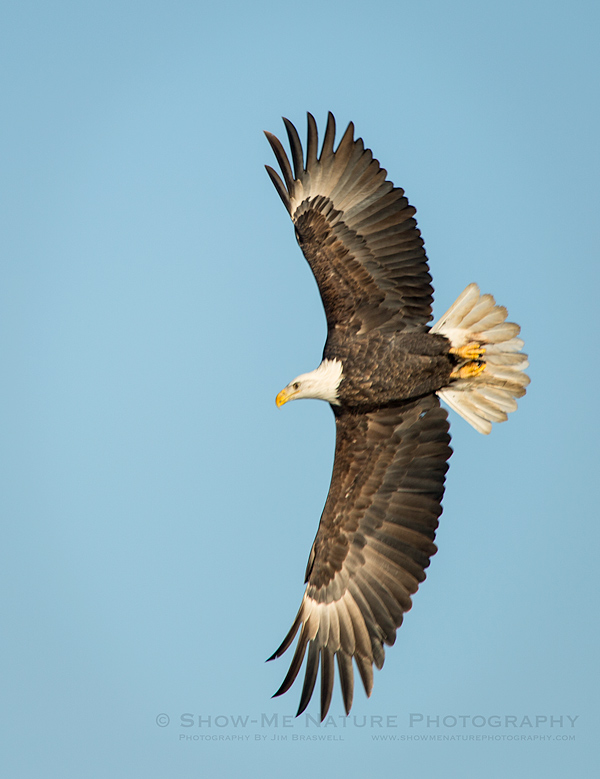 Adult Bald Eagle flying over the Mississippi River