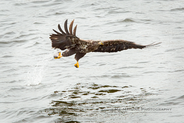Bald Eagle fishing