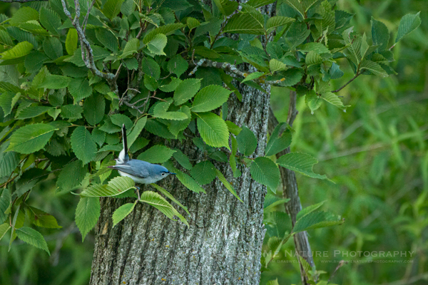 Blue-gray Gnatcatcher seeking insects
