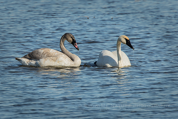 Adult and Cygnet Trumpeter Swans