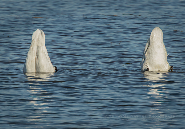 Pair of Trumpeter Swans feeding