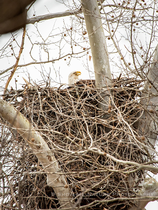 Bald Eagle nesting
