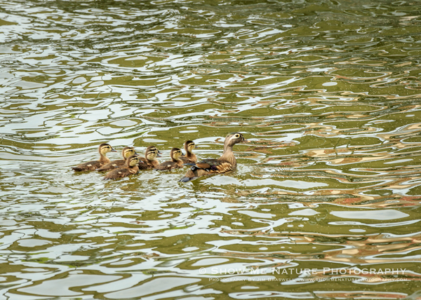 Wood Duck hen and spring ducklings