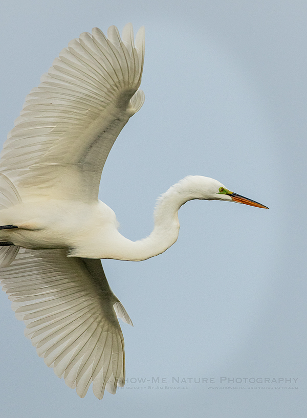 Great Egret in fli