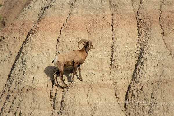 Bighorn Sheep ram