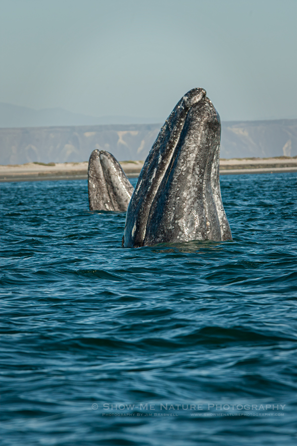 Gray Whales spyhopping