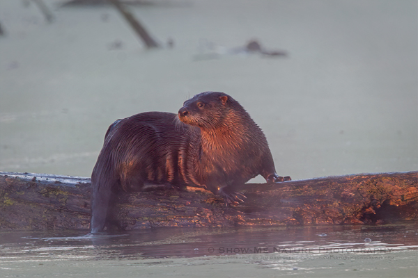 River Otter resting on a downed tree in the creek