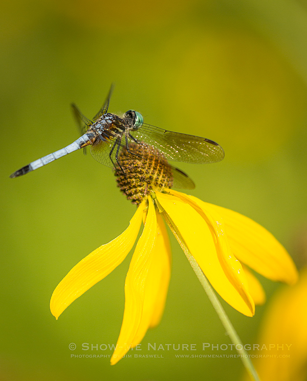 Eastern Pondhawk dragonfly male