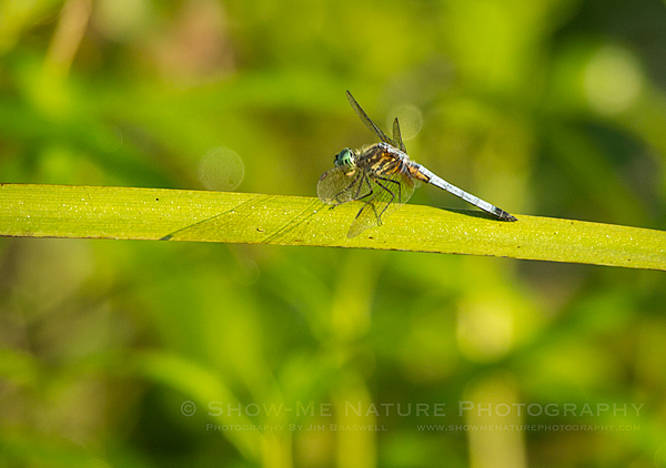 Male Eastern Pondhawk dragonfly