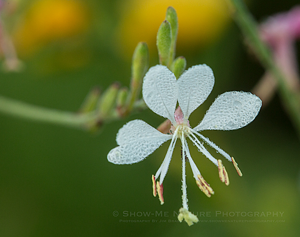 Gaura wildflower