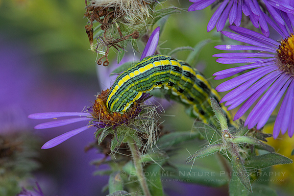 Asteroid Moth caterpillar feeding on purple aster wildflowers