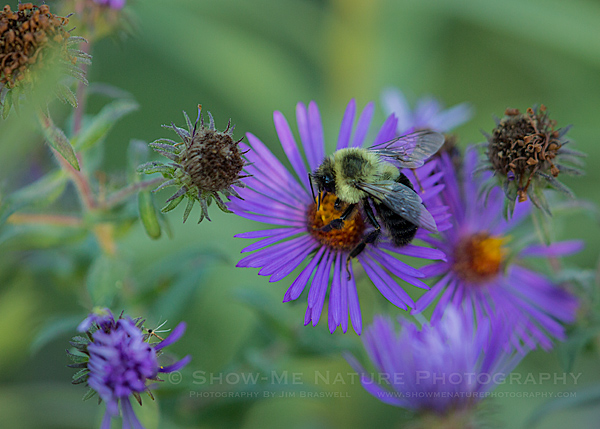 Bumble Bee on Aster