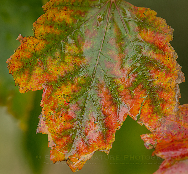 Fall Leaf in the rain