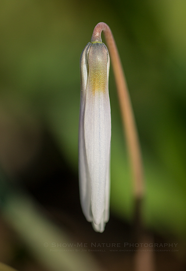 Trout Lily (aka Dog-tooth Violet)