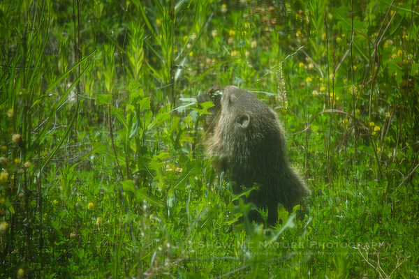 Groundhog foraging