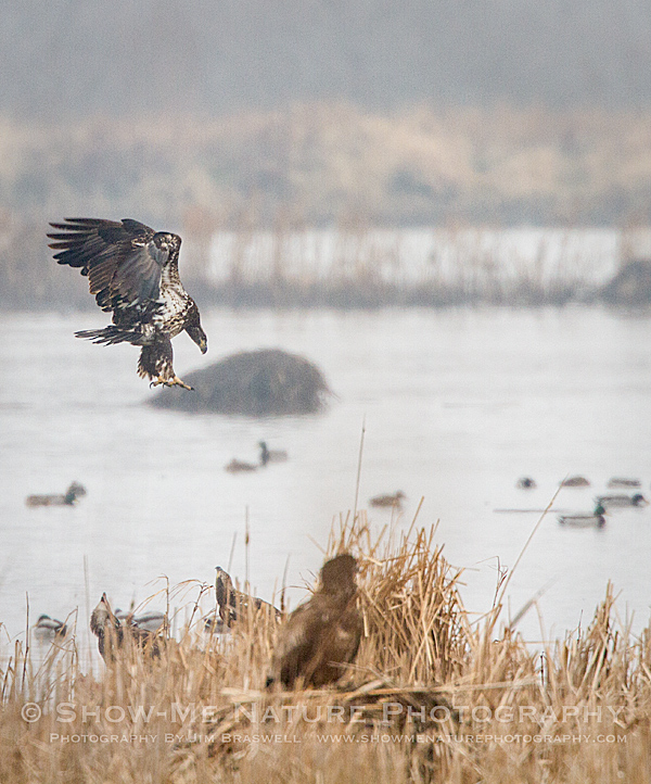 Juvenile Bald Eagle landing