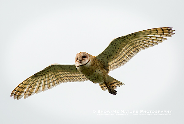 Adult Barn Owl in flight