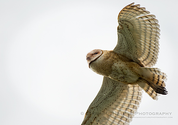 Adult Barn Owl in flight
