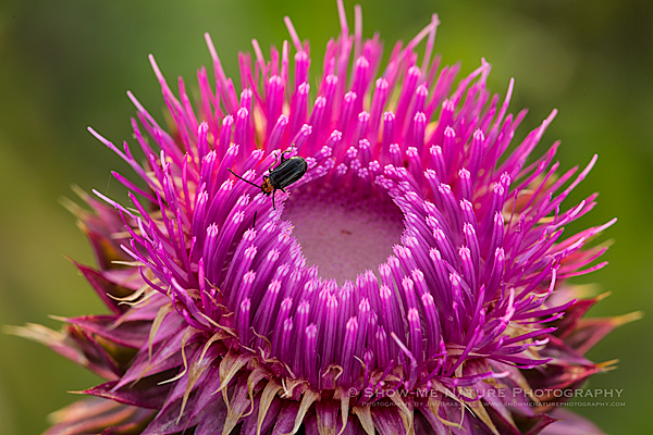 Purple Thistle wildflower